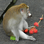 Monkey Forest